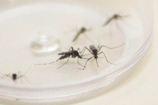 Boletim: Sesa registra 27.627 novos casos e mais 38 óbitos por dengue no PR
