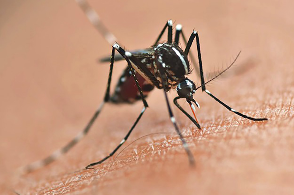 Criança de 11 anos morre vítima de dengue hemorrágica