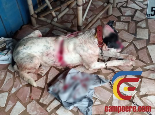 Cachorro mais alto do mundo morre após complicações por amputação