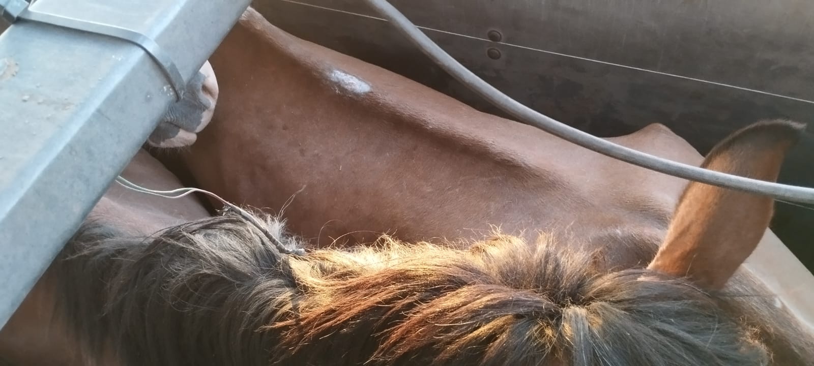 Polícia resgata cavalos que seriam abatidos para produção de mortadela para consumo humano