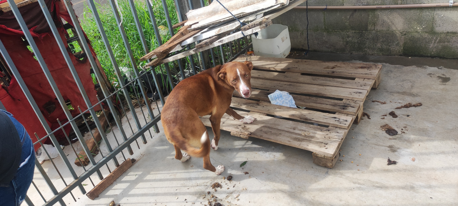 Polícia Civil indicia homem por maus-tratos aos animais após ser filmado agredindo cachorro no pátio da residência