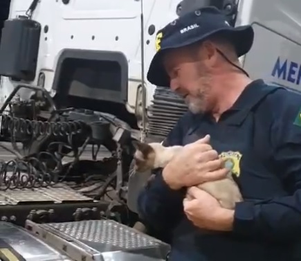 PRF resgata gata que viajava escondida embaixo de caminhão; vídeo