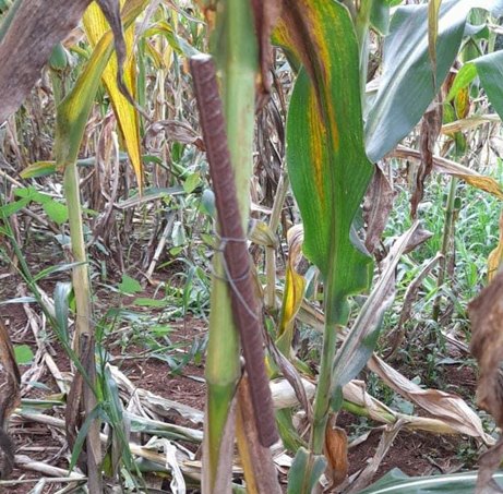 Agricultores encontram barras de ferro amarradas em pés de milho durante colheita