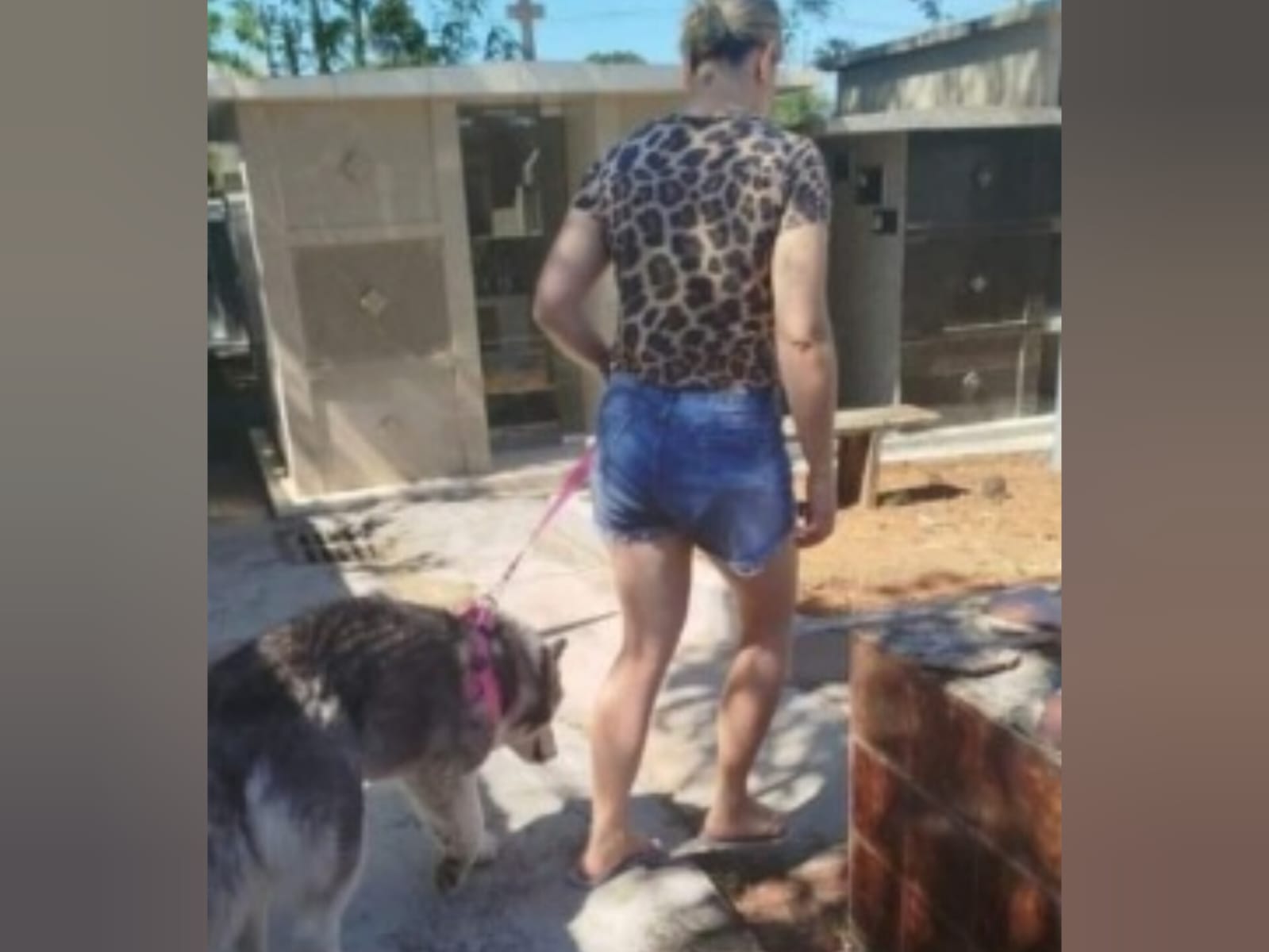 Cachorra foge de casa e é encontrada ao lado de túmulo de pai de tutora que faleceu em 2023