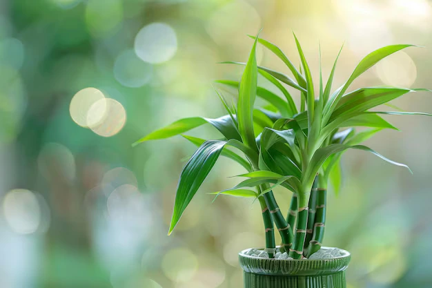 O significado do número de hastes do bambu da sorte - Foto by Freepik