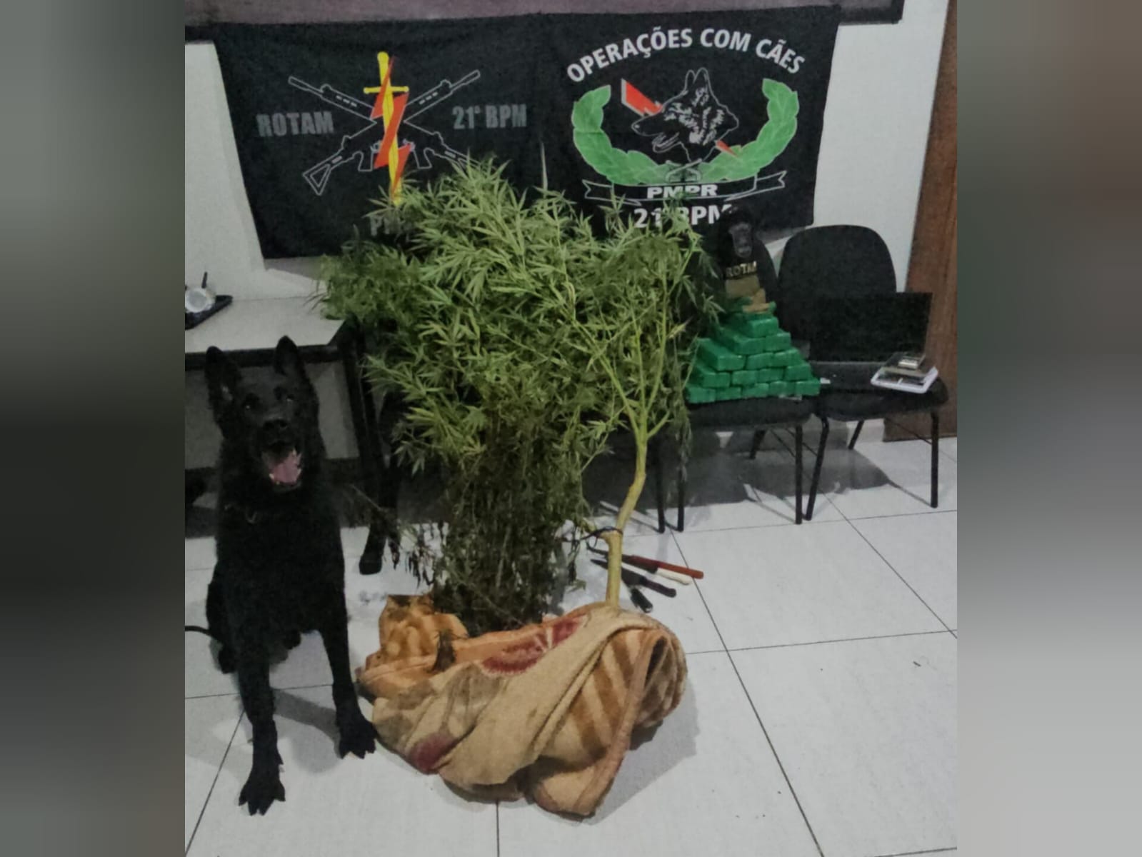 ROTAM apreende cerca de 13kg de maconha em tabletes e um pé da droga de dois metros