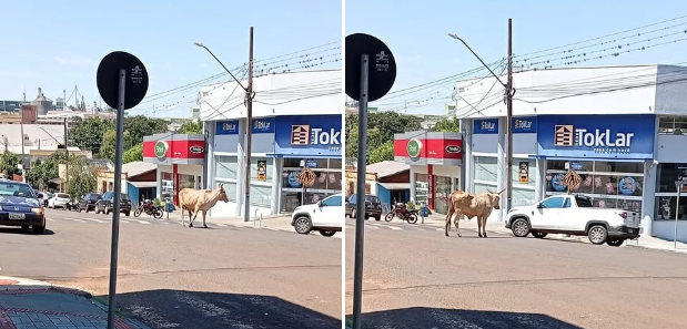 Vaca foge de abatedouro e assusta moradores no centro da cidade