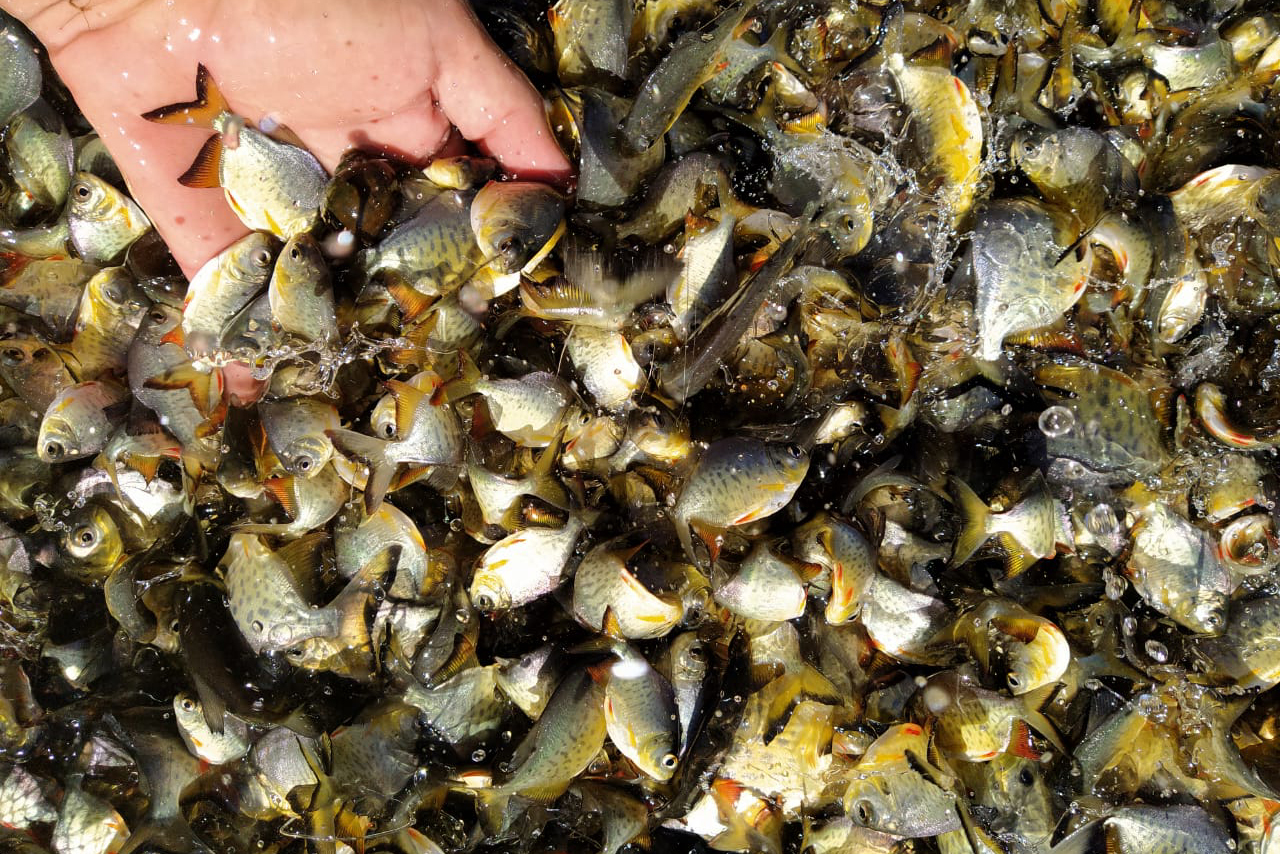 Conheça as espécies de peixes que estão repovoando as águas doces do Paraná