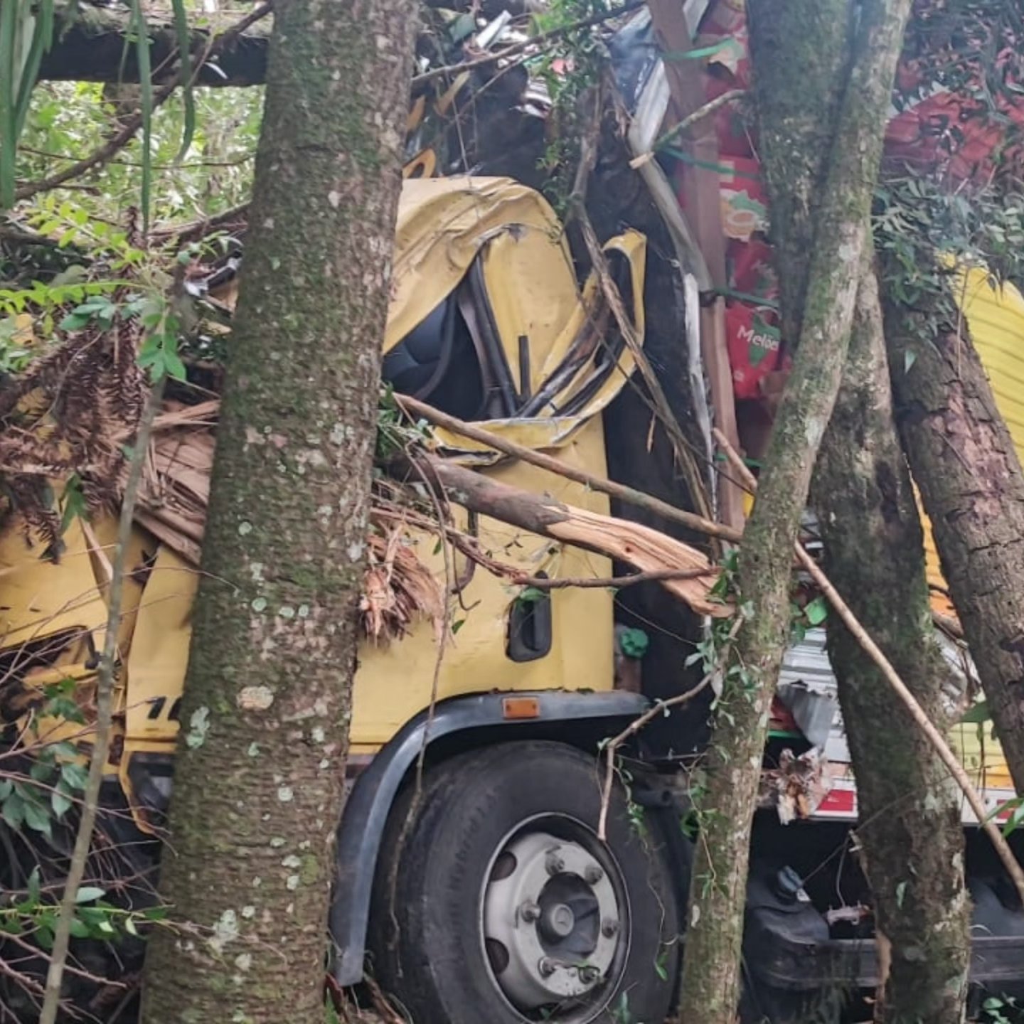 Motorista morre após caminhão carregado com frutas sair da pista e colidir em árvore